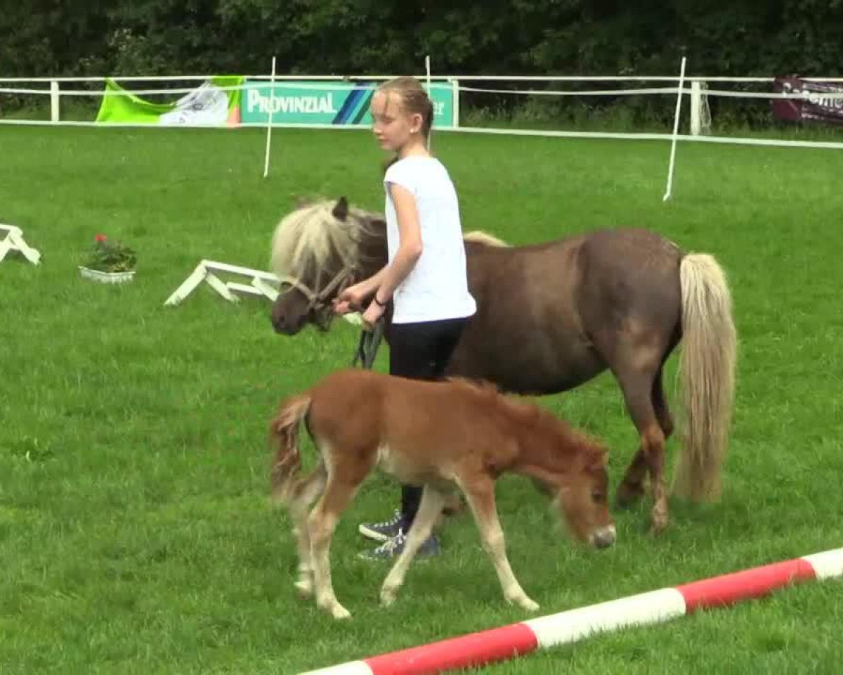 Deckhengst Liebhart's Maxi King (Shetland Pony, 2014, von Maxx)