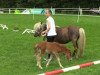 stallion Liebhart's Maxi King (Shetland Pony, 2014, from Maxx)