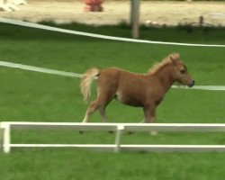 horse Liebhart's Best Boy (Dt.Part-bred Shetland pony, 2014, from Wantsley Barnaby)