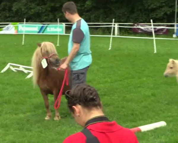 Pferd Liebhart's Fanny (Shetland Pony, 2014, von Wantsley Barnaby)