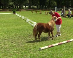 horse Ratina (Bavarian, 2011, from Pentwortham Ringo)