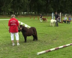 Zuchtstute Philadelphia (Shetland Pony (unter 87 cm), 2011, von Pilot of Netherley)