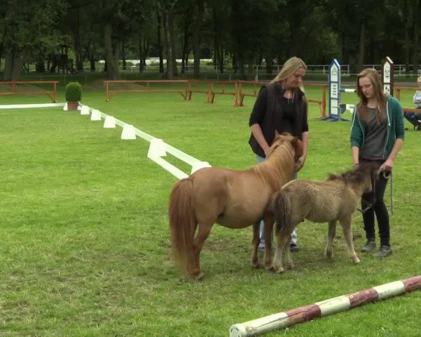 Pferd Snickers (Dt.Part-bred Shetland Pony, 2014, von Enrico v.Silbersee)
