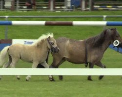 Pferd Stute von Romino v. Bockemoor (Shetland Pony (unter 87 cm), 2014, von Romino v. Backemoor)