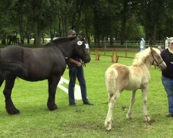 dressage horse Hengst von Anthony's Hill (Haflinger, 2014, from Anthony's Hill)