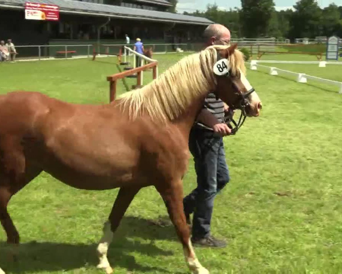 broodmare Hambroek's Ruby (German Riding Pony, 2000, from Spring Dreams Monarch)