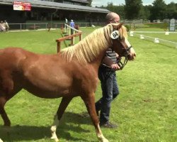 Zuchtstute Hambroek's Ruby (Deutsches Reitpony, 2000, von Spring Dreams Monarch)