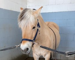 broodmare Kis-Milena (Fjord Horse, 2007, from Malino)