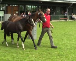 dressage horse Stute von Cosmopolitan (German Riding Pony, 2014, from Cosmopolitan NRW)