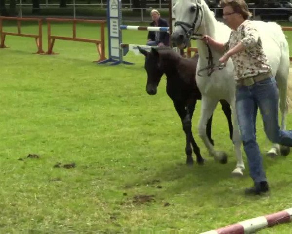 jumper Vrieda 3 (German Riding Pony, 2014, from Vincent)