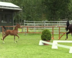 jumper Hot Chocolate 76 (German Riding Pony, 2014, from Halifax)