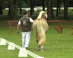 dressage horse Nela (Haflinger, 2011, from Niriak (1,57% ox))