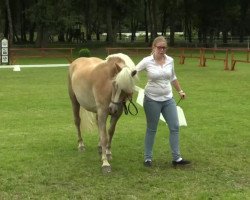 Pferd Anna (Haflinger, 2011, von Albano)