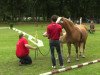 broodmare Wiener Steffi (Haflinger, 2014, from Windhauch)