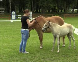 horse Stute von Wintersturm (Haflinger, 2014, from Wintersturm)