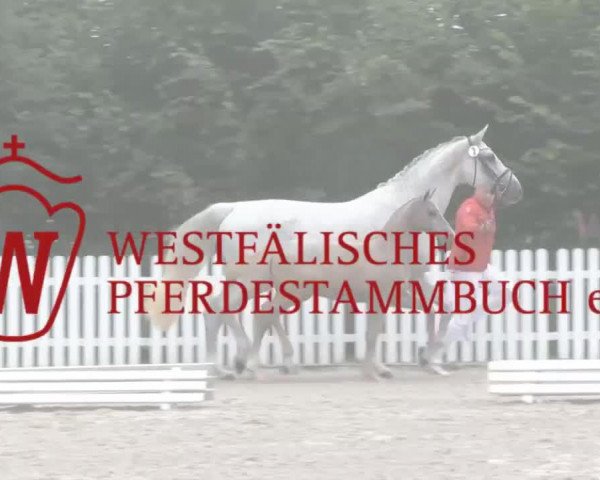 Pferd Stute von Eldino (Westfale, 2014, von Eldino)