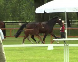 broodmare Stute von Balous Bellini (Westphalian, 2014, from Balous Bellini)