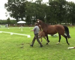 dressage horse Hengst von Sir Heinrich/ Fidermark (Westphalian, 2014, from Sir Heinrich OLD)