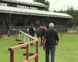 dressage horse Stute von Feedback (Westphalian, 2014, from Feedback 16)