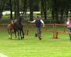 broodmare Sissy (Westphalian, 2014, from Sir Heinrich OLD)