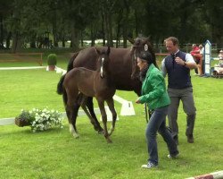 broodmare Stute von Grey Flanell (Westphalian, 2014, from Grey Flanell)