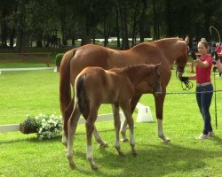 dressage horse Hengst von Feedback (Westphalian, 2014, from Feedback 16)