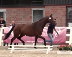 dressage horse Rocky (Westphalian, 2011, from Rock Forever NRW)