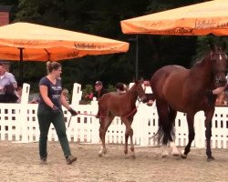 dressage horse Stute von Like a Diamond NRW (Westphalian, 2014, from Like a Diamond NRW)