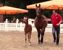 dressage horse Like a Star (Westphalian, 2014, from Like a Diamond NRW)