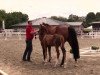 dressage horse Hannelooore (Westphalian, 2014, from Sir Hayfield)