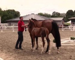 dressage horse Hannelooore (Westphalian, 2014, from Sir Hayfield)