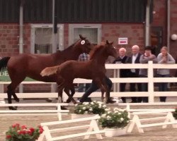 dressage horse Like A Pearl (Westphalian, 2014, from Like a Diamond NRW)