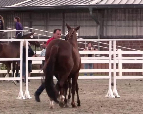 Springpferd Stute von Cachassini (Westfale, 2014, von Cachassini)