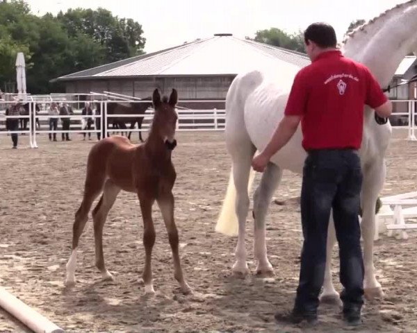 jumper Hengst von Lord Fauntleroy (Westphalian, 2014, from Pikeur Lord Fauntleroy)