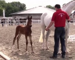 Springpferd Hengst von Lord Fauntleroy (Westfale, 2014, von Pikeur Lord Fauntleroy)