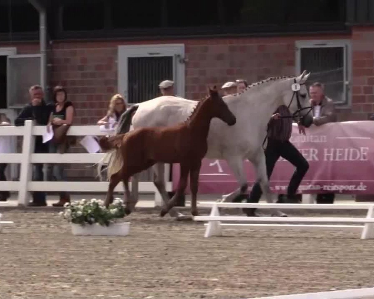 Springpferd Collin RH (Westfale, 2014, von Colestus)