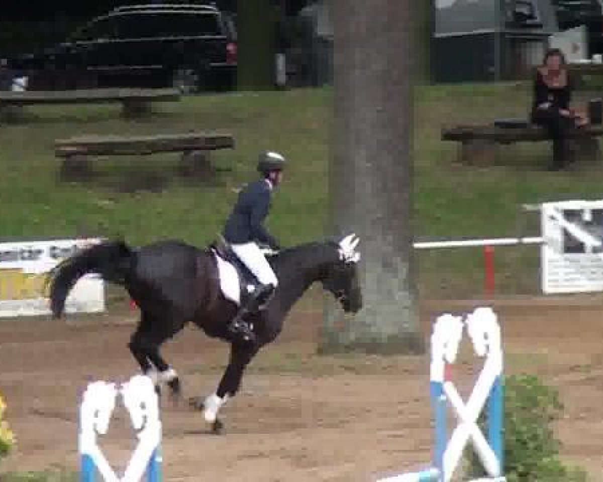 jumper Pico 235 (Hanoverian, 2009, from Perigueux)