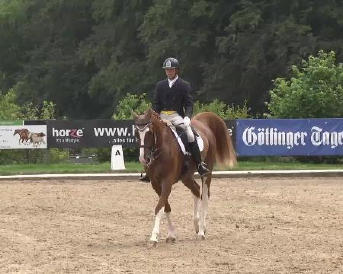 dressage horse Dai Colori Vistosi (Hanoverian, 2006, from Danone 4)