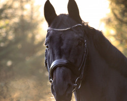 dressage horse Sambesi 57 (Oldenburg, 2005, from Sandro Hit)