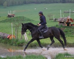 horse A L a N O (Czech Warmblood, 2011)