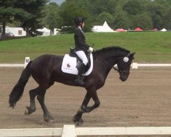 dressage horse Beau (unknown, 2006)