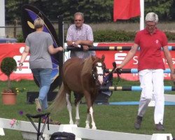 Zuchtstute Best Pipa (Welsh Pony (Sek.B), 2011, von Best August)