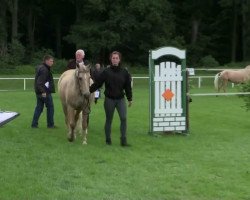 dressage horse A lucky Fellow (German Riding Pony, 2014, from A Gorgeous)