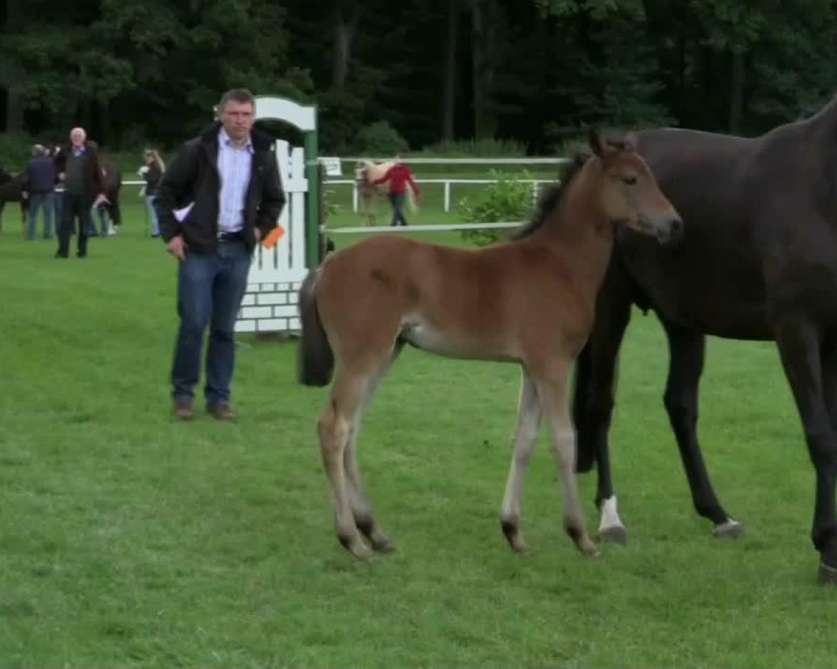 broodmare De la Rosè (German Riding Pony, 2014, from Dimension AT NRW)
