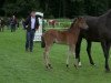 broodmare De la Rosè (German Riding Pony, 2014, from Dimension AT NRW)