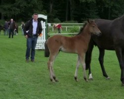 broodmare De la Rosè (German Riding Pony, 2014, from Dimension AT NRW)