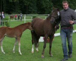 horse Cusi H (Westfale, 2014, from Chic in Time)