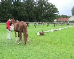 dressage horse Daim SL (German Riding Pony, 2014, from Del Estero NRW)