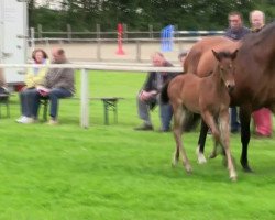 dressage horse Stute von Cosmopolitan D (Westphalian, 2014, from Cosmopolitan NRW)