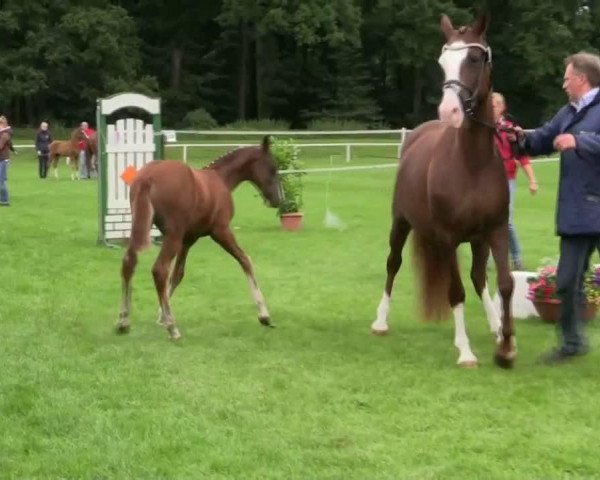 dressage horse Hengst von Cosmopolitan D (Westphalian, 2014, from Cosmopolitan NRW)